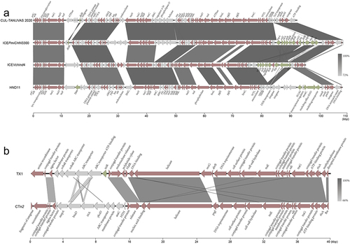 Figure 3. Collinear alignment of SXT/R39 family ICEs and Tn916 family ICEs.