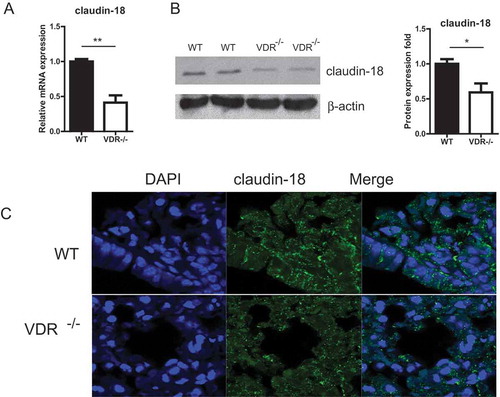 Figure 5. The expression of claudin-18 in lung tissues with or without VDR. (A) Claudin-18 expression at the mRNA level tissues was significantly reduced in VDR-/- lung, tested by real-time PCR. (B) Claudin-18 protein in lung tissues was detected by Western blots. (C) Claudin-18 was observed at the cell membrane of bronchial epithelium cells in mouse lung tissues by Immunofluorescence staining. Claudin-18 was decreased in VDR-/- mice. (n = 3; * P < 0.05; ** P < 0.01).