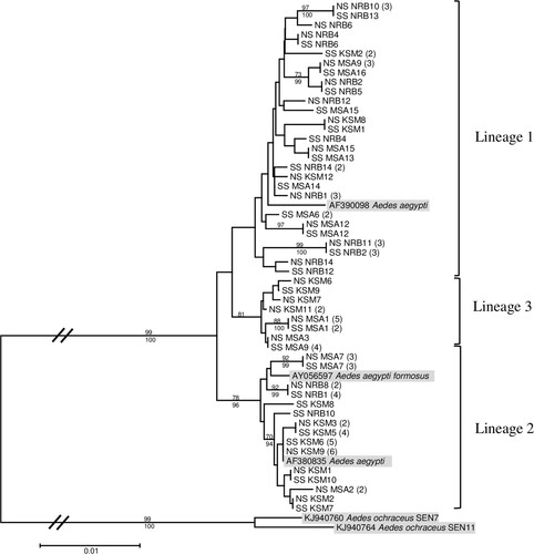 Figure 1. Maximum likelihood tree inferred using the (T92 + G + I) model of sequence evolution for COI barcode region (860 bp) of yellow fever midgut infected (SS) and non-infected (NS) Ae. aegypti samples from Nairobi (NRB), Kisumu (KSM), and Mombasa (MSA), Kenya. The number of individuals sharing a haplotype is indicated in parentheses. Bootstrap support values from 1000 replications ≥65 and Bayesian posterior probabilities ≥90 are indicated above and below the three major lineages, respectively, with terminal nodes reflecting bootstrap support values alone. Aedes ochraceus was included as an outgroup.