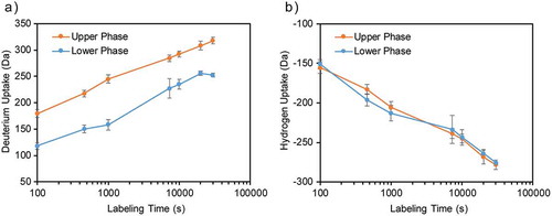 Figure 3. HDX exchange profiles measured by intact MS analysis. Error bars represent standard deviation from three individual experiments. (a) Mass increase is observed for the samples prepared in H2O buffer. Mab4 in the upper phase (28 mg/mL) exhibit higher deuterium incorporation level than lower phase (150 mg/mL). (b) Mass decrease is observed for the sample prepared in D2O buffer as the deuterated Mab4 exchange with H2O. The deuterated proteins from the two phases have almost identical deuterium/hydrogen exchange rate.