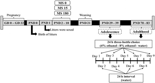 Figure 1. Experimental outline used for voluntary consumption of ethanol in adolescent and adult Wistar rats subjected to maternal separation (MS) during postnatal day (PND) 2 to 10 for 0, 15, or 180 minutes. The timeline shows the sequence and duration of the experimental protocol.