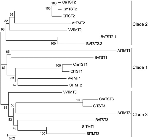 Figure 4. Phylogenetic analysis of CsTST2 and TST proteins from various plant species. The phylogenetic tree was generated using the NJ method with MEGA 5.0 software, with bootstrap support of 1000 replicates. The names and accession numbers of the TST proteins are provided in Table S1.