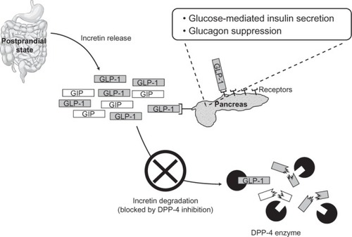 Figure 1 Dipeptidyl peptidase-4 inhibition prolongs the active state of the gut hormone glucagon-like peptide, leading to enhanced insulin secretion in the presence of elevated plasma glucose.
