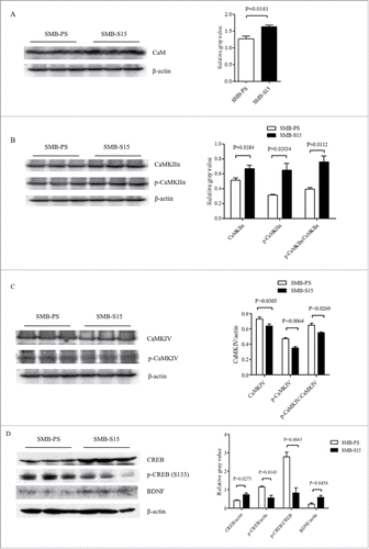 FIGURE 4. Evaluations of the levels of CaM and associated agents in scrapie cell line SMB-S15 and its normal cell line SMB-PS. Western blots for CaM (A), CaMKIIα and p-CaMKIIα (B), CaMKIV and p-CaMKIV (C), as well as CREB, p-CREB and BDNF (D). β-actin was used as an internal control and illustrated under each blot. The quantitative analyses of gray values of each blot after normalized with the individual β-actin are shown on the right. The average relative gray value is calculated from three independent blots and presented as mean+SD.