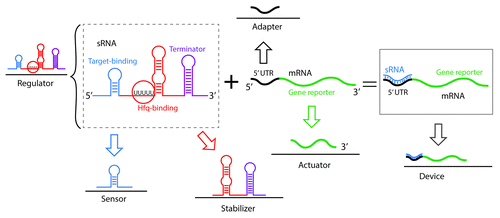 Figure 5. Composability of sRNAs as a strategy for the synthesis of artificial RNA devices. Composability, as for the case of riboswitches (Fig. 4) is the ability of a system to break down in units (parts) due to the system modularity and recombine in different configurations to satisfy specific human requirements. sRNAs are regulators of high modularity. An sRNA-based regulator can be broken down in two main parts: a sensor (target binding domain) and a stabilizer (that can include an Hfq-binding site and the transcriptional termination domain). In the context of a genetic device, the sRNA binds an mRNA target. In this case, the 5′ UTR of the target mRNA acts as an adaptor that transmits the signal to the gene reporter actuator. The combination of the sRNA and mRNA target comprises a functional synthetic device.