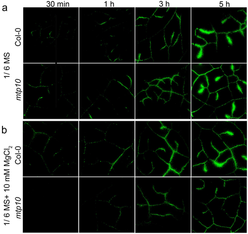 Figure 3. Fluorescence microscopy of extracellular Ca2+ in leaves of Col-0 and mtp10 mutant. Col-0 and mtp10 seedlings were grown on 1/2 MS solid plates for 7 days and then cultured hydroponically in 1/6 MS medium (a) or 1/6 MS containing 10 mM MgCl2 (b) for another 3 days. Fully expanded leaves were detached and inserted into 200-μL tubes with their corresponding growth medium in the presence of 200-μM fluorescent dye OGB-5 N. Images of the same leaf was taken at different time points (30 min, 1 h, 3 h, and 5 h) of the OGB-5 N treatment.