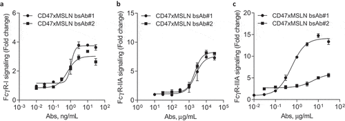 Figure 5. Engaging a membrane-proximal region within MSLN increases FcγR-IIIA signaling. NCI-N87 target cells were incubated with a dose range of either CD47xMSLN bsAb#1 or bsAb#2 (a–c), then mixed with engineered FcγR-I (a), FcγR-IIA (H131 polymorphism) (b) or FcγR-IIIA (V158 polymorphism) (c) reporter Jurkat cell lines. After 6 h of co-culture at 37°C, the luciferase activity was measured. Data are then presented as fold change induction. Graphs depict a representative dose–response curve obtained for a minimum of two independent experiments tested in duplicate