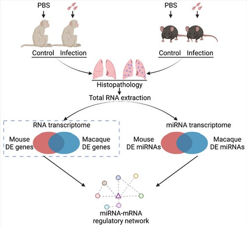 Figure 1. Flow chart for animal infections and RNA sequencing. Six macaques and mice were randomly divided into two groups and infected by C. neoformans H99 intranasally. Lung tissues were isolated 7 days post-infection. Total RNAs were isolated for mRNA-Seq and miRNA-Seq followed by confirmation of histopathology. A differentially expressed miRNA-mRNA regulatory network was subsequently constructed. This figure was created with BioRender.com.