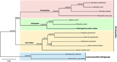 Figure 1. Phylogenetic tree for Bombycoidea. Bayesian inference (BI) and maximum-likelihood (ML) methods produced the same topology based on concatenated 13 PCGs. The numbers at each node specify Bayesian posterior probabilities (%) by BI analysis (first value) and bootstrap percentages of 1000 pseudoreplicates by ML analysis (second value). The scale bar indicates the number of substitutions per site. Two species of Lasiocampoidea were utilized as outgroups. GenBank accession numbers are as follows: Notonagemia analis scribae, KU934302 (the present study), Sphinx morio, KC470083 (Kim et al. Citation2013); Manduca sexta, EU286785 (Cameron & Whiting Citation2008); Bombyx mandarina, AB070263 (Yukuhiro et al. Citation2002); Rondotia menciana, KJ647172 (Kim et al. Citation2016); Bombyx huttoni, KP216766 (Peng et al. Citation2015); Bombyx mori, AF149768 (Unpublished); Actias artemis aliena, KF927042 (Park et al. Citation2016); Samia cynthia ricini, JN215366 (Kim et al. Citation2012); Saturnia boisduvalii, EF622227 (Hong et al. Citation2008); Antheraea yamamai, EU726630 (Kim et al. Citation2009); Eriogyna pyretorum, FJ685653 (Jiang et al. Citation2009); Dendrolimus spectabilis, KM244678 (Tang et al. Citation2014); and Apatelopteryx phenax, KJ508055 (Timmermans et al. Citation2014).