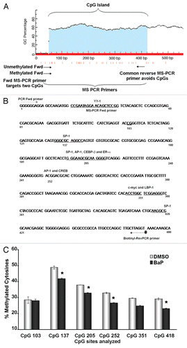 Figure 2 BaP causes hypomethylation of the human and mouse L1 promoters. (A) Schematic showing CpG island and the location of MS-PCR primers used for analyses in HeLa cells. The mouse primers targeted similar locations on the mouse L1MdA5 promoter (B). CpG positions analyzed on the human L1RP promoter and putative transcription factor binding sites as identified by MatInspector (www.genomatrix.de). Sequencing primers were chosen such that specific CpG spots could be analyzed via pyrosequencing. (C) HeLa cells were treated with DMSO vehicle or 3 µM BaP for 96 h, genomic DNA extracted, treated with bisulfite and pyrosequenced. Percent cytosine methylation for the indicated CpG loci was thus determined, and statistic analyses done using ANOVA (* indicates statistically significant differences, p < 0.05). The results shown are representative of three independent experiments. Each CpG locus was analyzed at least twice for each pyrosequencing run.