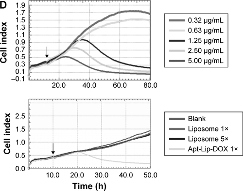 Figure S4 Characteristic evaluation of ApDC delivery system. (A) Physical and chemical properties of ApDC. Size distribution (left) and ζ-potential (right) were characterized using Zetasizer. (B) Transmission electron microscope image of ApDC. Scale bar, 500 nm. (C) Release profile of DOX. Free DOX, Lip-DOX, or Apt-Lip-DOX was respectively incubated in PBS with 5% FBS for 0.5, 1, 2, 3, 4, 6, 12, and 24 h, and the release of DOX in buffer was monitored for absorbance with HPLC. (D) The cell growth curve in different groups. Upper figure shows the typical cell growth curves at different concentrations. Lower figure shows the effect of blank liposome with 1× and 5× concentration and 1× ApDC in MCF-7 cell. The position indicated by the arrow is the intervention time point.Abbreviations: AMT, automatic manual transmission; ApDC, aptamer–drug conjugates; Apt, aptamer; DOX, doxorubicin; HPLC, high-performance liquid chromatography; IC50, half maximal inhibitory concentration; Lip, liposome; PDI, particle size dispersion index.