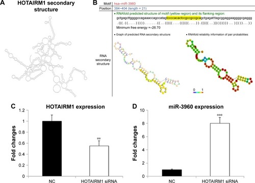 Figure 3 HOTAIRM1 interacts with miR-3960.