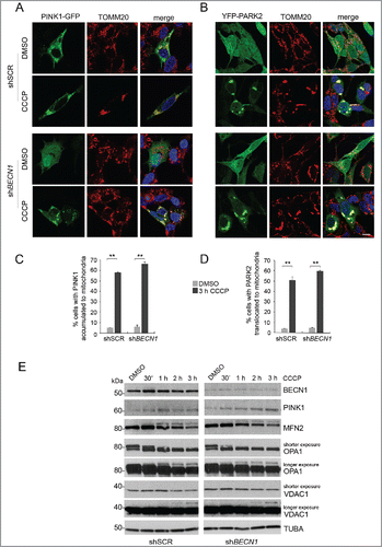 Figure 1. BECN1 is not required to trigger the early steps of mitophagy. (A and B) Confocal analysis of PINK1 accumulation and PARK2 recruitment at mitochondria upon CCCP treatment in shSCR and shBECN1 SH-SY5Y cells, overexpressing PINK1-GFP (A) or YFP-PARK2 (B). Cells were treated with DMSO alone or with 25 μM CCCP for 3 h and mitochondria were immunostained using the mitochondrial marker TOMM20 (red). Scale bar: 10 μm. (C and D) Statistical analysis of data from A-B (mean ± SD of n = 3, 30 cells per experiment). Histograms report the percentage of cells showing colocalization of PINK1 (C) or PARK2 (D) with mitochondria. **p < 0.001. (E) WB of PINK1 and early mitophagic markers in shSCR and shBECN1 SH-SY5Y cells overexpressing HA-PARK2. Degradation (shorter exposure) and ubiquitination (longer exposure, upper band) of the mitochondrial proteins MFN2, OPA1 and VDAC1 were assessed at the indicated early time points of treatment with 25 μM CCCP. Values were normalized against TUBA/tubulin. Separated blots indicate that we joined together distant parts from the same gel.