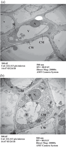 Figure 1. Observation of root apex cells in Cayenne pineapples by transmission electron microscopy. (a) 0 μM AlCl3, (b) 300 μM AlCl3. (N: cell nucleus, V: vacuole, M: mitochondria, CM: cell membrane, CW: cell wall)