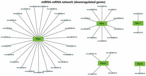 Figure 7. The regulatory network of 5 downregulated candidate autophagy genes and their targeted binding miRNAs. Green represents downregulation, the square represents genes, the ellipse represents miRNAs.