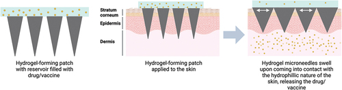 Figure 5. Schematic representation of the hydrogel-forming MAP. hydrogel-forming MAPs are fabricated with polymers crosslinked with gelatin which rapidly swells upon penetration into the skin and eventually releases the drug/vaccines into the microenvironment. Created with BioRender.com.