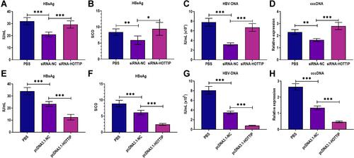 Figure 6 LncRNA HOTTIP was essential for the antiviral effect of exosomes derived from macrophages treated with TAF. (A) The HBsAg level in the culture supernatants of HepAD38 cells successively treated with exosomes derived from the supernatants of THP-1-derived macrophages (MP) treated with TAF treatment (50 µmol/L) for 48 h Exo-MP(TAF) and then treated with PBS, siRNA negative control (siRNA-NC), or siRNA against lncRNA HOTTIP (siRNA-HOTTIP). (B) The HBeAg level in the culture supernatants of HepAD38 cells successively treated with Exo-MP(TAF) (10 μg/mL) and then treated with PBS, siRNA-NC, or siRNA-HOTTIP. (C) The HBV DNA level in the culture supernatants of HepAD38 cells successively treated with Exo-MP(TAF) (10 μg/mL) and then treated with PBS, siRNA-NC, or siRNA-HOTTIP. (D) The intracellular HBV cccDNA level in the culture supernatants of HepAD38 cells successively treated with Exo-MP(TAF) (10 μg/mL) and then treated with PBS, siRNA-NC, or siRNA-HOTTIP. (E) The HBsAg level in the culture supernatants of HepAD38 cells successively treated with Exo-MP(TAF) (10 μg/mL) and then treated with PBS, pcDNA3.1 vector negative control (pcDNA3.1-NC), or pcDNA3.1 vector carrying lncRNA HOTTIP (pcDNA3.1-HOTTIP). (F) The HBeAg level in the culture supernatants of HepAD38 cells successively treated with Exo-MP(TAF) (10 μg/mL) and then treated with PBS, pcDNA3.1-NC, or pcDNA3.1-HOTTIP. (G) The HBV DNA level in the culture supernatants of HepAD38 cells successively treated with Exo-MP(TAF) (10 μg/mL) and then treated with PBS, pcDNA3.1-NC, or pcDNA3.1-HOTTIP. (H) The intracellular HBV cccDNA level in the culture supernatants of HepAD38 cells successively treated with Exo-MP(TAF) (10 μg/mL) and then treated with PBS, pcDNA3.1-NC, or pcDNA3.1-HOTTIP. *p < 0.05, **p < 0.01, ***p < 0.001.