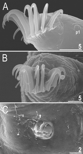 Figure 23. Detailed morphology of Echiniscoides hispaniensis (SEM): A. claws I, B. claws III, C. male gonopore. Scale bars in μm.