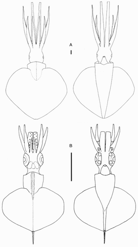 Figure 30 Mastigopsis hjorti. A, NMNZ M.172921, ♀, ML 142* mm; B, NIWA 48868, sex indet., ML 25 mm. Scale bars = 10 mm.