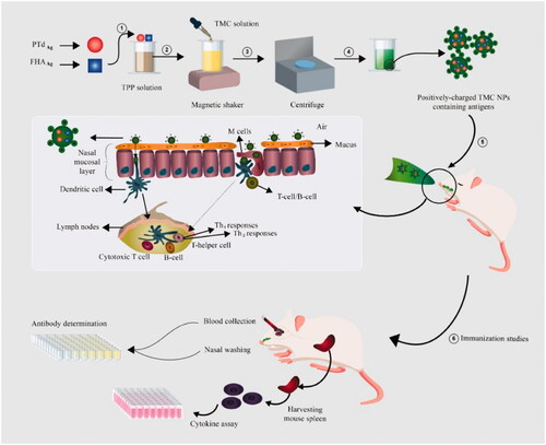 Figure 1. Schematic diagram of the experimental procedure. The schematic diagram represents the synthesis of N-trimethyl chitosan nanoparticles (N-TMC NPs), Bordetella pertussis antigen loading, intranasal administration, and immunization study carried out in this work.