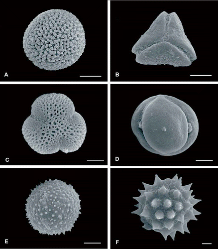 Figure 4. SEM micrographs of some pollen types harvested by Geotrigona argentina in the Dry Chaco forest. A. Croton spp. B. Struthanthus spp. C. Castela coccinea. D. Ziziphus mistol. E. Hydrocleys-type. F. Astereae-type. Scale bars – 15 μm (A), 10 μm (B), 5 μm (C–E), and 2 μm (F).