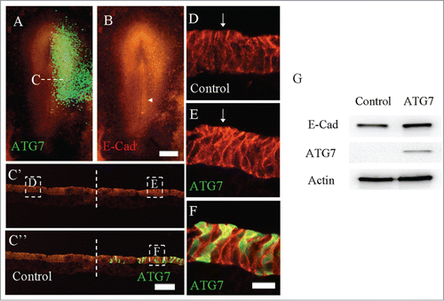 Figure 2. Overexpression of Atg7 in epiblast enhanced the expression of E-Cadherin. Atg7 expression was determined using immunofluorescent staining following the electroporation of Atg7-GFP at half-side of HH4 chick embryo. A: The merge image of Atg7-GFP (green) and E-Cadherin immunofluorescent staining (red) in HH4 chick embryo. B: E-Cadherin immunofluorescent staining (red) in HH4 chick embryo. E-Cadherin expression was slightly promoted at the side of Atg7-GFP transfection as indicated by arrow. C′-C″: The transverse sections of transfected embryo at middle primitive streak level as indicated by the white dotted lines in A. C′ is E-Cadherin only; C″ is Atg7-GFP + E-Cadherin staining. D-E: High magnification images from the control side (D) and transfected side (E) as indicated by white line squares in C′ respectively. F: High magnification merge images from the transfected side as indicated by white line squares in C″. G: Western blot (WB) showing the expression of E-cadherin and Atg7 in HCT116 cells, which were transfected with either myc-Atg7 (Atg7-targeted) or myc-vector plasmids (control) respectively. Actin was used as a loading control. Scale bars = 500 μm in A-B and 80 μm in C′- C″ and 15 μm in D, E-E′.