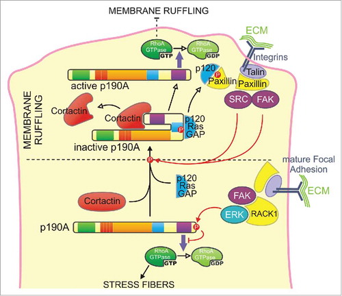 Figure 2. Model for the regulation of p190A targeting and activity at the cell leading edge - Two cooperative mechanisms may control p190A targeting to membrane protrusions. Cortactin binding to the PLS domain constitutively targets p190A in a closed/inactive conformation from the cytoplasm to the leading edge. Cortactin dissociation will result in the opening of the molecule, which locally turns off RhoA, thus allowing the maintenance of the newly expended membrane protrusion. Upon adhesion of the protrusion to the substratum, integrin signaling leads to the phosphorylation of p190A by Src or FAK on its p120BD and subsequent interaction with p120RasGAP (p120) that locally enhances p190A recruitment to the leading edge. p120RasGAP-paxillin interaction thus releases p190A that inactivates RhoA to limit premature adhesion maturation by stress fibers assembly. At the rear of the lamellipodia, recruitment of active ERK by RACK1 to mature focal adhesions induces C-terminal inhibitory phosphorylation of p190A, allowing RhoA to promote the formation of stress fibers.