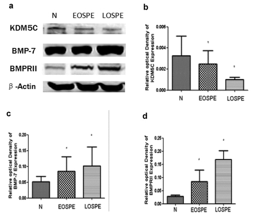 Figure 2. The protein levels of KDM5C, BMP-7, BMPRII, and β-actin in the placenta by Western blot.