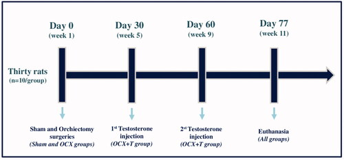 Figure 1. Experimental design. Thirty rats were distributed into 3 groups (n=10/group) - Sham group (no testicle removal), Orchiectomy group (OCX) and OCX + Testosterone replacement group (OCX+T). Orchiectomy (testicle removal) was performed on day 0 (week 1), and the testosterone administration (62.5 mg/kg body weight of Nebido) was performed in two moments: 30 and 60 days after orchiectomy. The testicles of the animals in sham groups were exposed and manipulated, but not removed. The rats were euthanized on day 77, when completed 11 weeks.