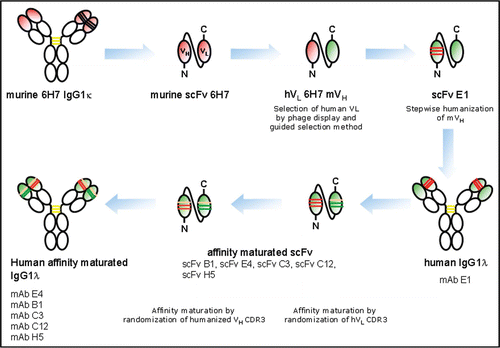 Figure 1 Guided selection strategy and stepwise humanization of mouse monoclonal antibody 6H7 to affinity maturated human IgG1 antibodies E4, B1, C3, C12 and H5. Red, murine variable regions; green, human or humanized variable regions; pink, affinity maturated variable region CDR3; m, murine; h, fully human.