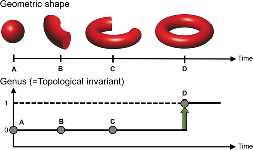 Figure 2. Schematic illustration of topological phase transition of a manifold over time. The manifold at time A, which has a sphere-like shape geometry, starts to undergo continuous geometrical deformation. In the process of A to C, their geometric shapes are deformed smoothly, and their genus remains the same. In the process of C to D, however, a discrete topological jump happens, which is called a topological phase transition.