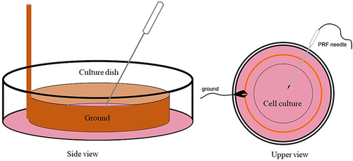 Figure 1 PRF treatment schematic in the neuron culture. Orange: PRF ground, pink: neuron culture.