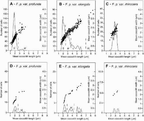 Fig. 10. Graphs showing mean coccolith size distribution and morphotypes of F. profunda from HOT, BATS and EBC plankton samples. A–C. Mean coccolith length and width of all complete, deformed or collapsed specimens upon which three or more coccoliths could be measured is plotted as a scatter alongside the smoothed frequency distribution of mean coccolith length, calculated using a bin of 0.2 μm. Mean coccolith length and width is correlated with a coefficient (r) of: (A) – 0.84, (B) – 0.93 and (C) – 0.59. In F. profunda var. profunda and F. profunda var. elongata several modes or size morphotypes are visible. These are labelled S, M, L and XL, and their possible subdivision is indicated by dashed lines on the distribution of mean coccolith length. D–F. Mean coccolith size distribution and morphotypes of F. profunda in a single plankton sample from October 1995 at 150 m depth at HOT (sample H67–150m). Morphotypes F. profunda var. profunda S and M and F. profunda var. elongata S, M and L are visible in this sample. No coccospheres of F. profunda var. elongata XL were found, however, isolated coccoliths corresponding in size to this morphotype were encountered.