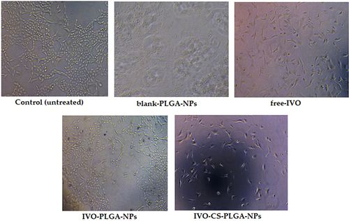 Figure 6 Morphological changes of HepG2 cells after treatment with control, free-IVO, blank PLGA-NPs, IVO-PLGA-NPs.
