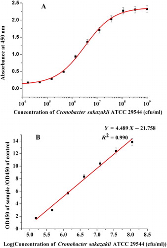 Figure 1. The standard curve for C. sakazakii ATCC 29544 in monoclonal sandwich ELISA (n = 8). (A) Standard curve of the concentration ranging from 1 × 104 and 109 cfu/mL. (B) The linear dynamic range of C. sakazakii ATCC 29544 between 1 × 105 and 108 cfu/mL.Note: The linear regression equation was y = 4.489x – 21.758. The linear correlation coefficient (R2) was 0.990.