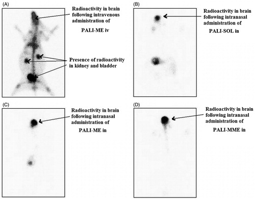 Figure 2. Gamma scintigraphy of anteroposterior (AP) views of rabbit following intravenous administration of 99mTc-PALI-ME (A), intranasal administration of 99mTc-PALI-SOL (B), 99mTc-PALI-ME (C) and 99mTc-PALI-MME (D). Rabbits were administered 100 µCi radioactivity by intravenous and intranasal administration.