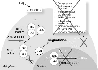 Figure 1. The mechanism of action of patented crystalline glucosamine sulfate: inhibition of interleukin-1-stimulated signaling pathway and gene expression. Adapted from Chiusaroli et al. 2011Citation2, Largo et al. 2003Citation18, and Gouze et al. 2002Citation19. CGS, crystalline glucosamine sulfate; IL-1β, interleukin-1 beta; I-κB, a cellular protein that inhibits NF-κB; NF-κB, nuclear factor kappa B.