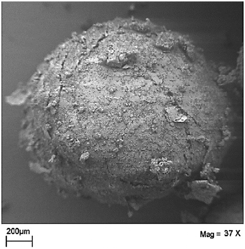 Figure 2. Scanning electron micrograph of freeze-dried beads (modified from Bochot et al., Citation2007).