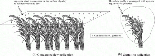Figure 1.  Schematic drawing of the method for collecting condensed dew (a) and guttation (b).