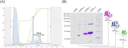 Figure 3. Recombinant hPTP1B purification process steps. (A) Fractions containing hPTP1B1-400 (22–26) collected during the HisTrap HP chromatography purification process. (B) SDS-PAGE (12%) electrophoresis gel band pattern shows the molecular weight of the three hPTP1B constructs: ∼33 kDa for hPTP1B1-285 (lane 2), ∼37 kDa for hPTP1B1-321 (lane 3), and ∼45 kDa for hPTP1B1-400 (lane 4).