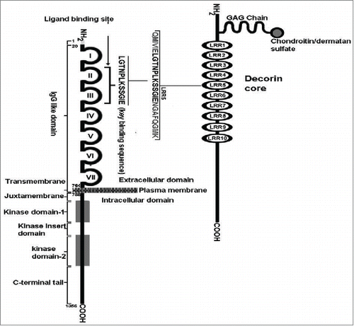 Figure 4. A schematic diagram of the VEGFR-2 binding site in a 12 aa span of LRR5 in decorin protein core. The VEGF-A and decorin binding sites of VEGFR-2 are overlapping. (Reproduced with permission from Khan GA, Girish GV, Lala N, Di Guglielmo GM, Lala PK. Decorin is a novel VEGFR-2-binding antagonist for the human extravillous trophoblast. Mol Endocrinol. 2011 Aug; 25(8):1431–43.).