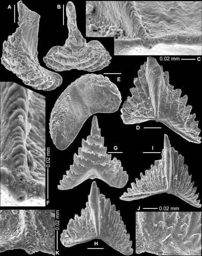 Fig. 13 Serratognathus diversus An, 1981. Sb element. A–B, AMF.135049, THH7, A, antero-outer lateral view (IY119–018), B, upper-anterior view (IY119–017). C–F, AMF.135050, THH7, C, posterior view, close up showing laminated structure on posterior margin of the cusp (IY119–022), D, posterior view (IY119–020), E, antero-basal view (IY119–019), F, posterior view, enlargement of Fig. 13C, showing laminated posterior margin of the cusp, and circular ring structure of the initial growth disk (IY119–022). G, AMF.135051, THH7, anterior view (IY48–006). H, AMF.135052, THH6, posterior view (IY12–025). I–K, AMF.132593, THH6, I, posterior view (IY12–022), J, posterior view, enlargement showing rows of denticles on the lateral process (IY12–024), K, posterior view, close up showing laminated structure on the posterior margin of the cusp and circular ring structure of the initial growth disk (IY12–023). Scale bars=100 μm.