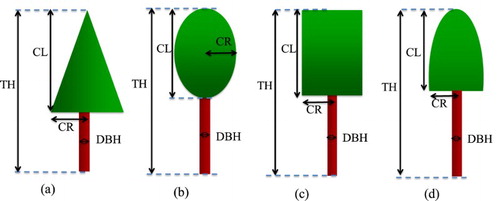 Figure 1. Four different crown shapes and the parameters used to define them (DBH, diameter at breast height; TH, tree height; CL, crown length; and CR, crown radius).