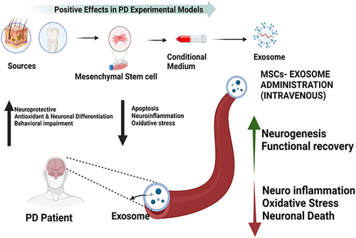 Figure 3 Neuroprotective and other beneficial effects of MSC-EXOs in PD patients. Intravenous administrations of exosomes are able to cross the blood-brain barrier (BBB) and protects neurons by exhibiting reducing inflammation, oxidative stress and cell death. Created with BioRender.com.