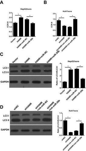 Figure 5 Restoration of miR-29b abrogates HANR-induced sorafenib resistance by inhibiting autophagy in sorafenib-resistant HCC cells. (A) CCK-8 assay shows the cell viability of HepG2/sora cells transfected with vector, HANR, HANR+miR-NC, or HANR+miR-29b. (B) CCK-8 assay shows the cell viability of Huh7/sora cells transfected with shNC, shHANR, shHANR+inh-miR-NC, or shHANR+inh-miR-29b. (C, D) Western blotting shows the LC3-II/LC3-I protein ratio in HepG2/sora and Huh7/sora cells in different transfected groups. The data were presented as mean ± SD (*P < 0.05).