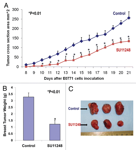 Figure 1 The inhibition of the progression of breast cancer growth by SU11248 in the immunocompetent female mice (C57BL/6) allografted with mouse breast cancer (E0771) cells. SU11248 treatment at 20 to 40 mg/kg/d in drinking (distilled) water significantly reduced a growth curve of breast cancer monitored by the tumor cross section area (A, p < 0.01; n = 8), tumor weight (B, p < 0.01) and tumor size (C, p < 0.01), compared to the control group.