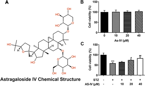 Figure 1 AS-IV improves STZ-induced INS-1 cell viability. (A) The chemical structure of astragaloside IV. (B and C) Cell viability was detected by Cell Counting Kit-8 assay. The normal INS-1 cells without STZ and AS-IV treatment were served as control. ***P<0.001 vs control; #P<0.05, ##P<0.01 vs STZ+ AS-IV.
