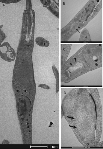 Figure 7. Transmission electron microscopy of L. infantum promastigotes. (A) Untreated control; (B, C and D) treated with compound 15 (42 µM). fp: flagellar pocket. Observe the presence of myelin figures (arrows in B and D) and flagellar pocket deformation (arrowheads in C).