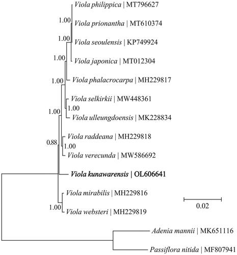 Figure 1. Phylogeny of the genus Viola based on the Bayesian phylogenetic analysis of the plastid protein-coding genes. The support values next to the nodes are Bayesian posterior probabilities according to the Bayesian analysis. The outgroup taxa used in this study are two species within the family Passifloraceae, i.e. Adenia mannii and Passiflora nitida.