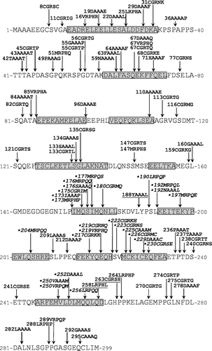 Figure 6.  Schematic representation of the binding capacity of human PEX19 variants containing random peptide insertions to TbGAT2(68–126), as observed using a bacterial two-hybrid system. The amino-acid sequence of human PEX19 is shown. The pentapeptide insertions are indicated by vertical arrows, and named by the position number of the amino-acid residue to the N-terminal side of the insertion followed by the sequence of the insertion. Pentapeptide insertions retaining the same binding properties as wild-type PEX19 are indicated with normal characters. Insertions resulting in a strongly diminished binding affinity for GAT2(68–126) are given in italic and are marked with a dot. Insertions that resulted in a diminished binding affinity for GAT2(68–126) but retained a strong affinity for the human membrane peroxins HsPEX11β, HsPEX16 and HsPEX26 Citation[38] are in normal characters and marked by underlining. Boxed, grey-shaded regions indicate α-helices as predicted by the PSA-server (probability R0.85).